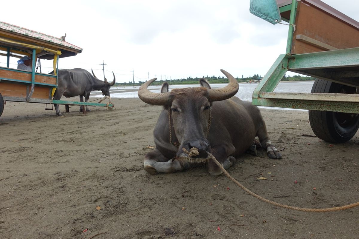 そもそも牛は古代においてどんな存在だったのか