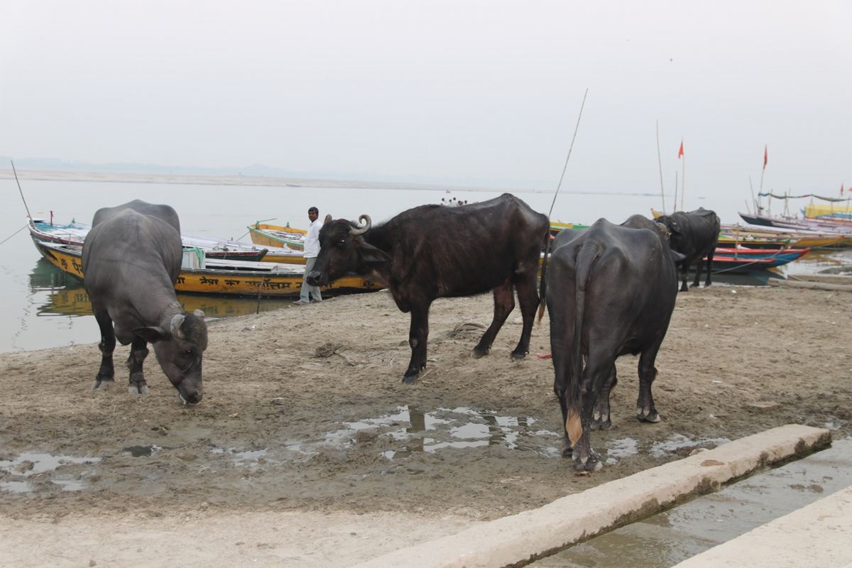 インド——牛が「神の乗り物」になった世界
