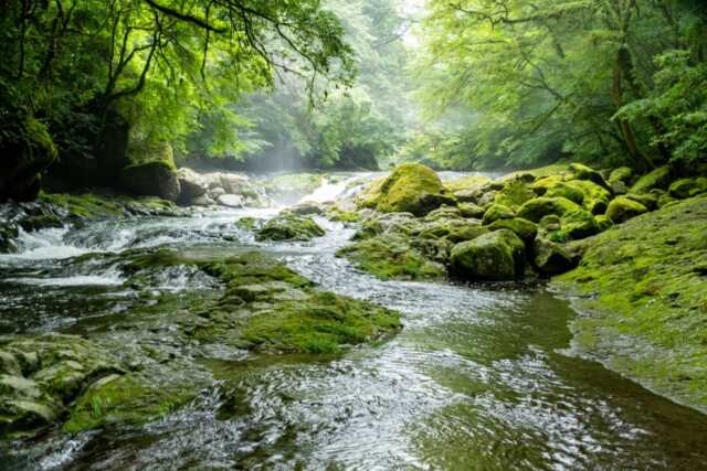 産霊（むすひ）とは？おむすび・むすこ・苔のむすまでの意味と共通点｜日本神話に創造主がいない理由