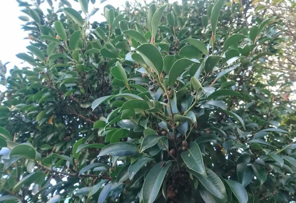 榊を庭に植えてはいけないという説は本当なのか?