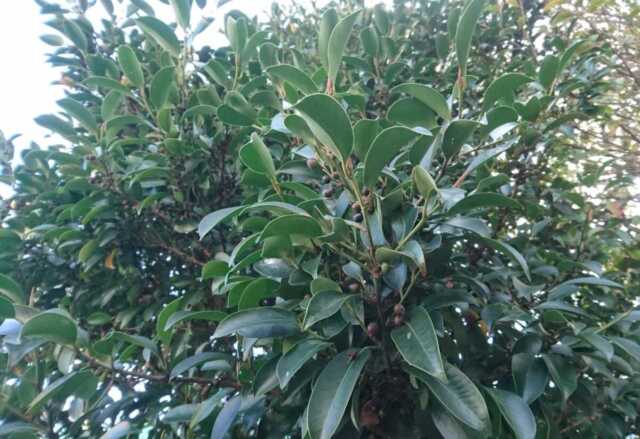 榊を庭に植えてはいけないという説は本当なのか？