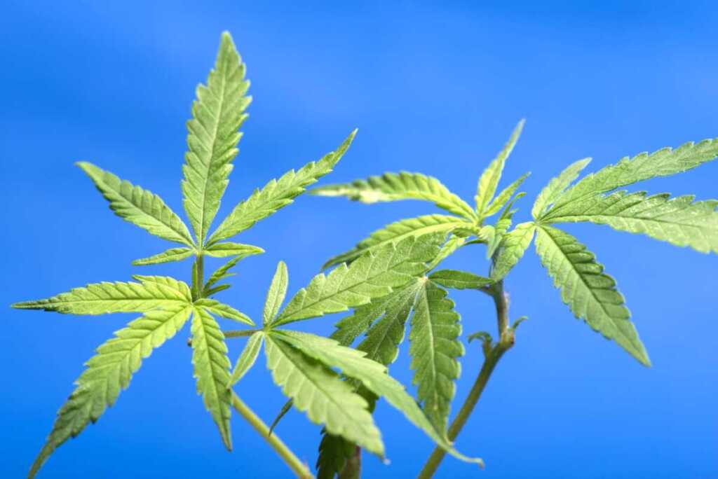大麻と神道・神事の関係──古来の神聖な植物と現代の乖離