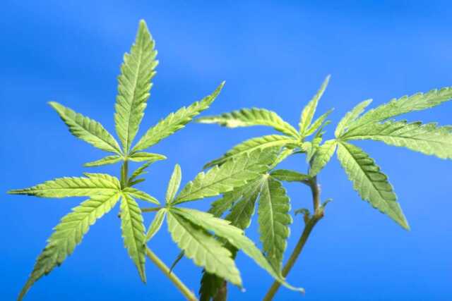 大麻と神道・神事の関係──古来の神聖な植物と現代の乖離
