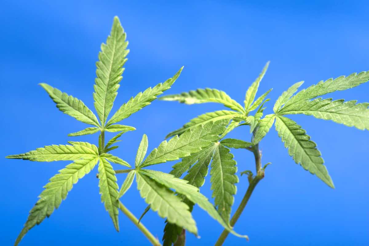 大麻と神道・神事の関係──古来の神聖な植物と現代の乖離
